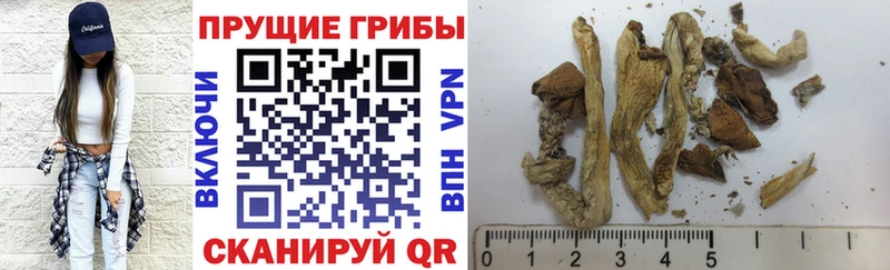 наркошоп  Агидель  Псилоцибиновые грибы Psilocybe 